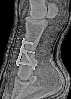 Pastern Arthrodesis